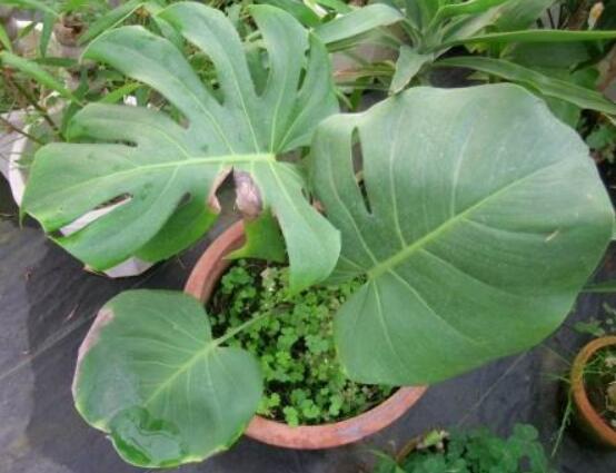 龜背竹用高盆還是矮盆，建議以高盆養(yǎng)殖最佳(紫砂盆)