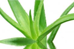 怎樣用新鮮蘆薈美容，蘆薈的美容方法