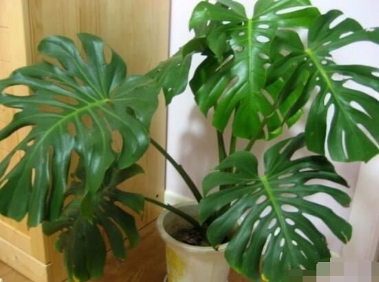 龜背竹怎么固定造型，龜體造型最受人們歡迎(美觀)