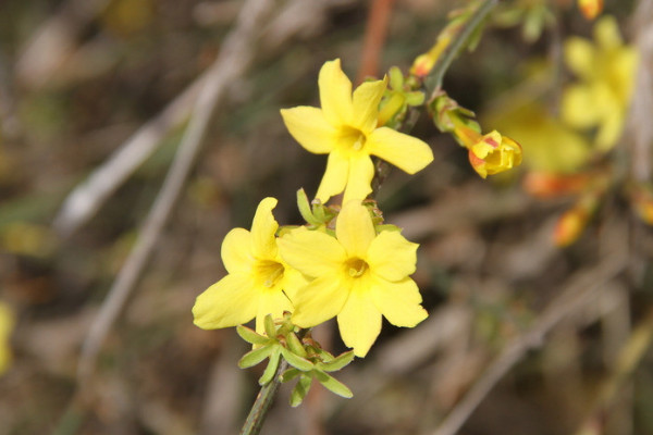 盆栽迎春花長期放室內(nèi)可以嗎
