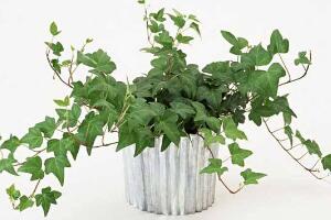 常春藤花語是什么，象征著忠誠與友誼