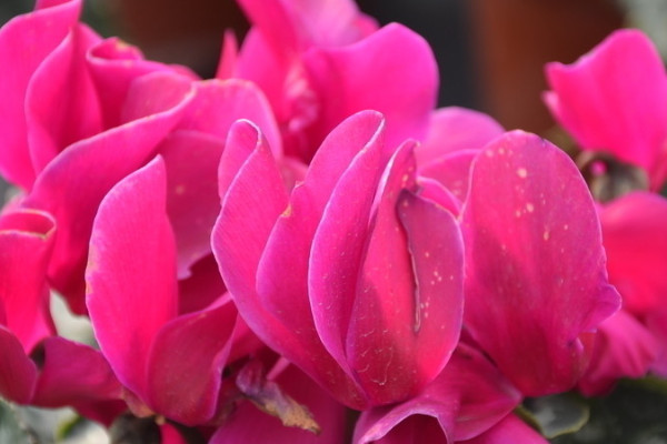 仙客來(lái)多久澆一次水