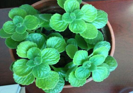 驅蚊草碰碰香有毒嗎，無毒/凈化空氣、醒腦提神