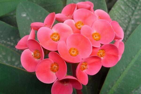 虎刺梅一年開幾次花，只要養(yǎng)護(hù)得當(dāng)虎刺梅可以四季開花