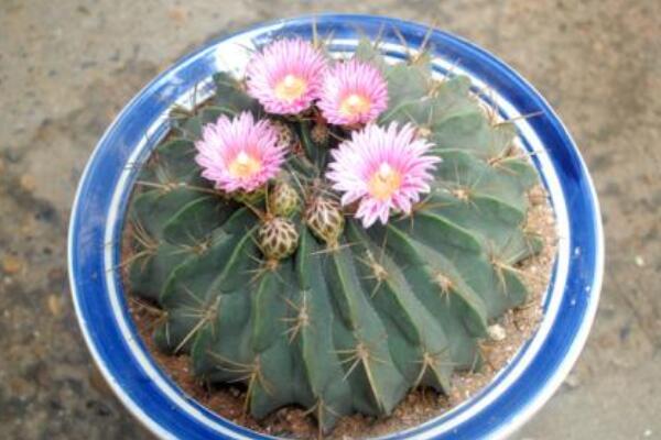 仙人球長(zhǎng)偏了怎么矯正