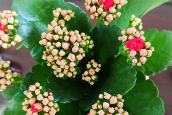 長(zhǎng)壽花秋天可以曬太陽(yáng)嗎