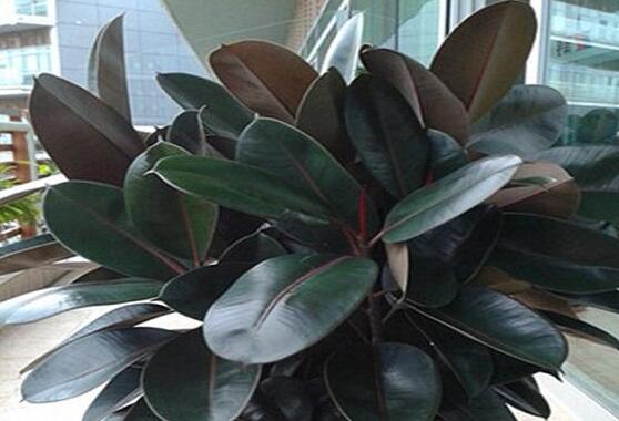 橡皮樹葉子打卷怎么辦，保持光照充足、溫度合理、忌積水