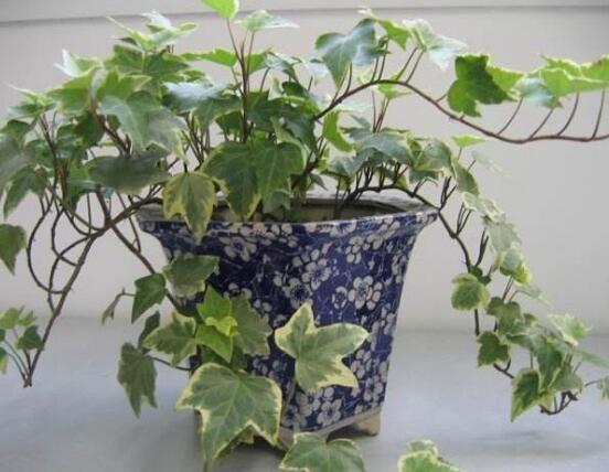 常春藤用淺盆還是深盆，深、淺盆都合適