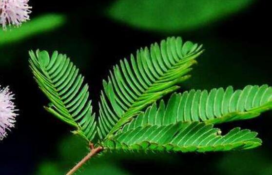 羞草怎么種，浸種晾干、覆土4厘米深(15天生根發(fā)芽)