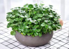 銅錢草怎么剪枝水培，剪成一根勤換水