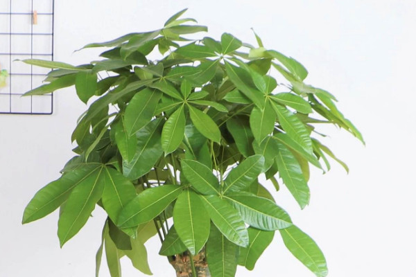 金錢樹和發(fā)財樹哪個好養(yǎng)