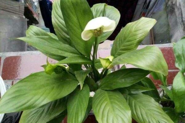 一帆風(fēng)順葉子發(fā)黃是什么原因