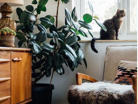 橡皮樹怎么摘心，手把手教你橡皮樹的摘心方法