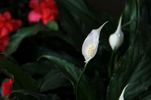 一帆風(fēng)順的葉子尖干枯怎么辦，可更換盆土或進(jìn)行通風(fēng)