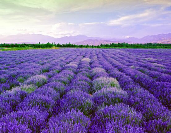 薰衣草花語和寓意，愛情的等待、堅定永恒的真愛