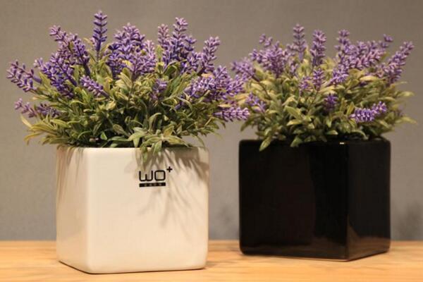 薰衣草的花期怎么養(yǎng)護(hù)，適當(dāng)澆水并保證光照充裕