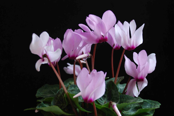 仙客來的種子如何采摘，在五月份成熟時收獲