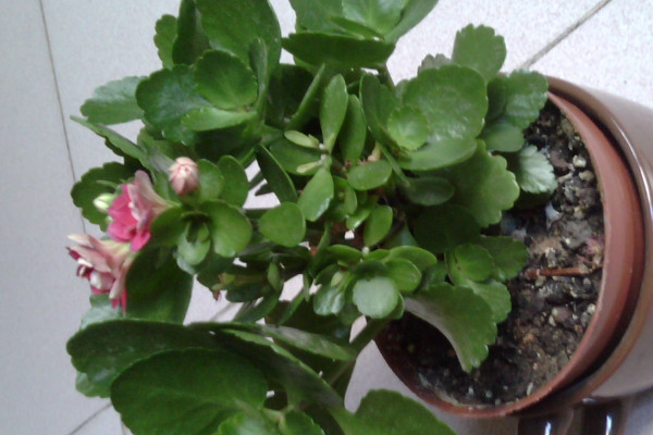 長壽花又叫什么名字