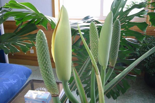 龜背竹的繁殖方法圖解，扦插、分株、播種三種方法