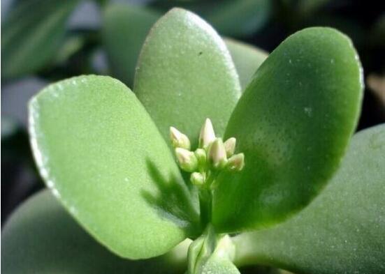 燕子掌怎么繁殖，主要有兩種扦插方法(土插與水插)