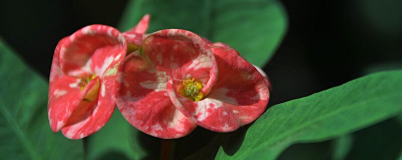 刺梅和虎刺梅的區(qū)別