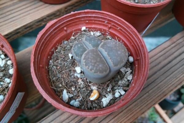 生石花夏天皺皺的怎么辦，可能是光照過(guò)強(qiáng)導(dǎo)致