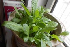 蒲公英怎么養(yǎng)，蒲公英養(yǎng)殖5大要點