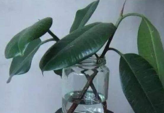 橡皮樹剪下來怎么生根，做好五個步驟便可發(fā)芽長葉