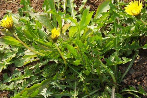 蒲公英的病害防治，常見(jiàn)病害以及防治方法