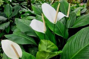 一帆風順有毒嗎，一帆風順適合家里養(yǎng)嗎/可以養(yǎng)