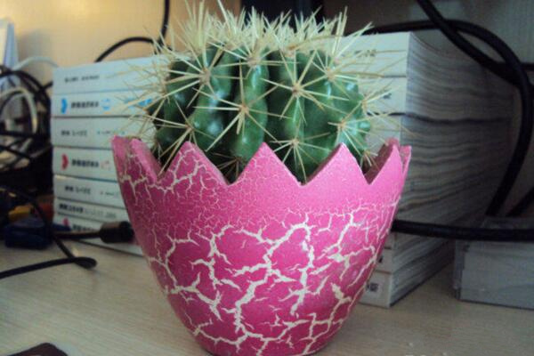 仙人球放客廳好嗎，不建議放在客廳（容易帶來煞氣）