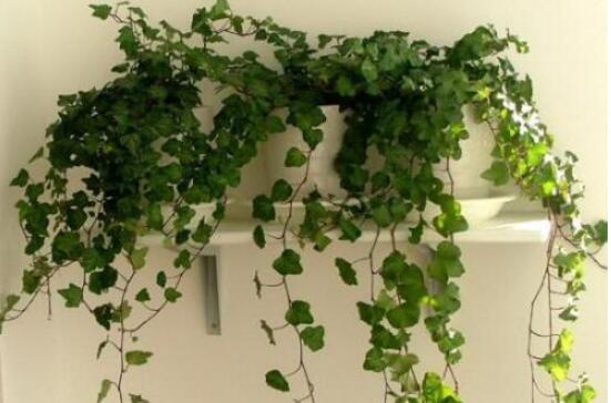 常春藤水培怎么生根快，教你六大方法快速生根