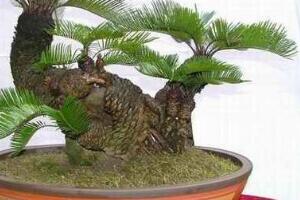 鐵樹多頭盆景怎么制作，多頭鐵樹盆景制作方法