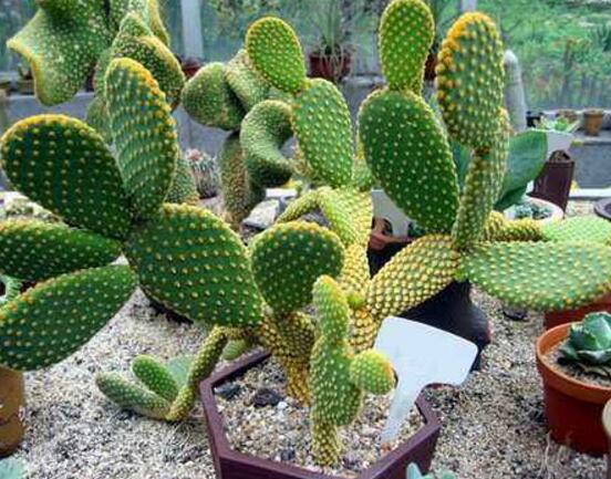 仙人掌適合在室內(nèi)養(yǎng)嗎，吸收輻射、釋放氧氣