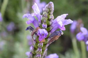 薰衣草有毒嗎，薰衣草可以放在臥室嗎/無毒放心養(yǎng)殖