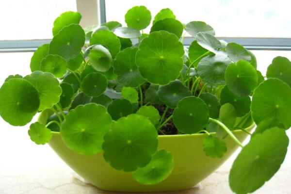 銅錢草與金錢草的區(qū)別，外形神似功效價(jià)值卻大不相同