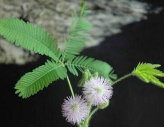 羞草怎么種，浸種晾干、覆土4厘米深(15天生根發(fā)芽)