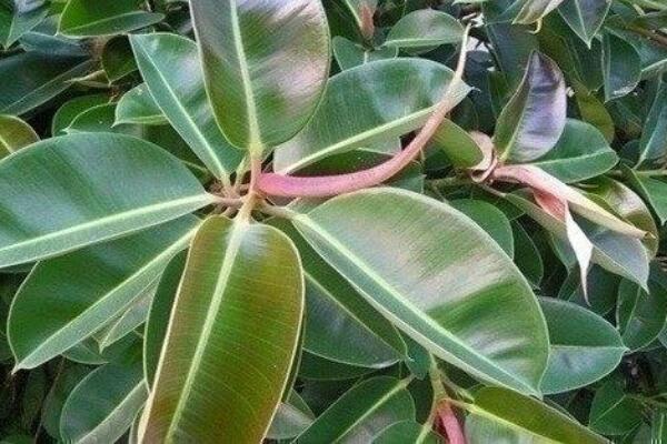 橡皮樹(shù)什么時(shí)候扦插