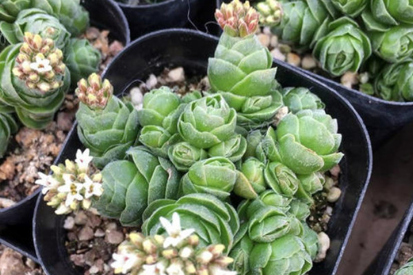 玉稚兒多肉怎么養(yǎng)