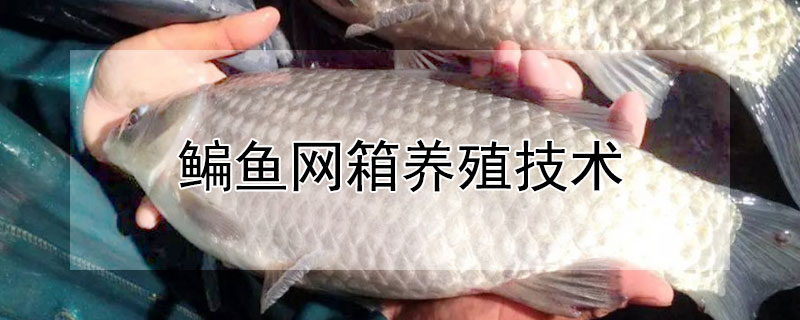 鳊魚網(wǎng)箱養(yǎng)殖技術(shù)