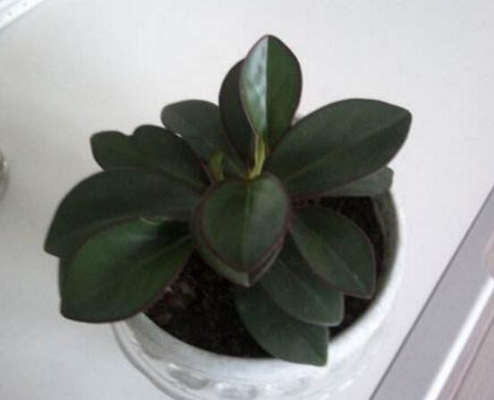 紫邊碧玉的養(yǎng)殖方法，老農(nóng)總結(jié)的七個(gè)基本方法