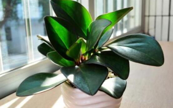 紫邊碧玉的作用以及花語，凈化空氣、活血止痛、跌打損傷