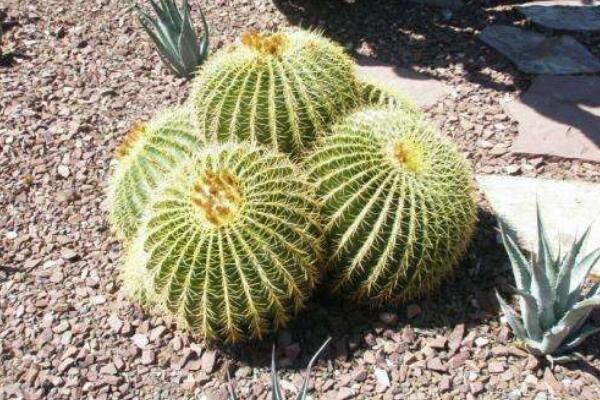 仙人球多久澆一次水，控制澆水量保證土壤偏干即可