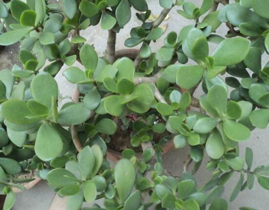 玉樹(shù)怎么換盆，三個(gè)簡(jiǎn)單步驟讓你輕松學(xué)會(huì)