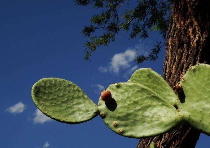 仙人掌果的功效與作用，提高身體器官功能/維持電解質(zhì)平衡