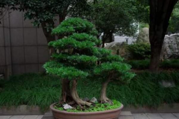 黑珍珠羅漢松如何養(yǎng)護