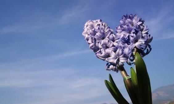 風(fēng)信子土培的養(yǎng)殖方法，要從土壤等5個(gè)方面注意