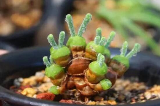 碧光環(huán)發(fā)芽后要澆水嗎，需要/只需要保持濕潤環(huán)境即可