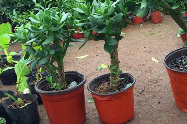 玉樹幾天澆水一次,生長季節(jié)2~3天澆水一次