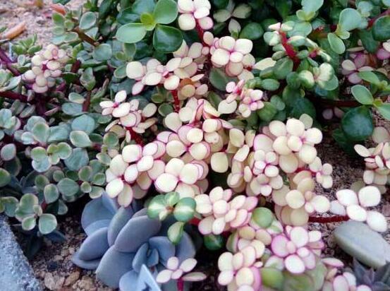 雅樂之舞怎么修剪，流枝修剪最為簡單(應(yīng)用廣泛)